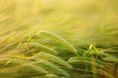 especialidad agricola pq – barley-2117454